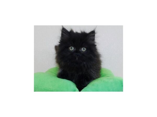 Persian-CAT-Male-Black-12301-Petland Batavia, Illinois