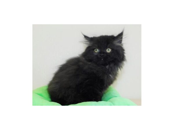 Persian-CAT-Male-Black-12300-Petland Batavia, Illinois