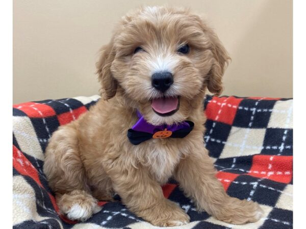 Goldendoodle Mini 2nd Gen DOG Male Golden 20450 Petland Batavia, Illinois