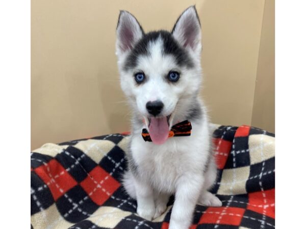 Pomsky DOG Female Black and White 20447 Petland Batavia, Illinois