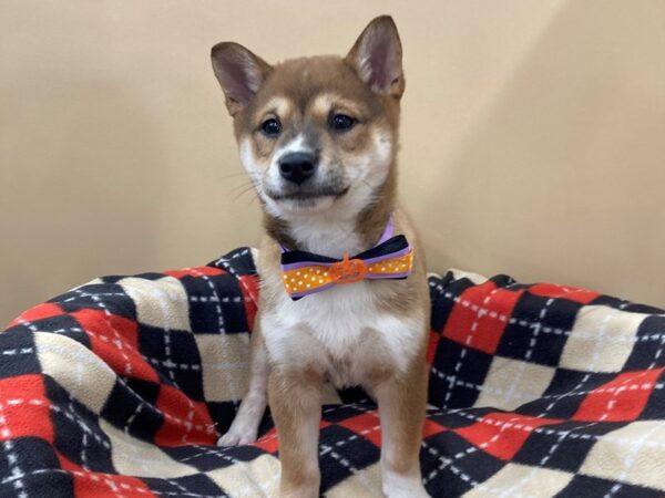 Shiba Inu DOG Female Red Sesame 20445 Petland Batavia, Illinois