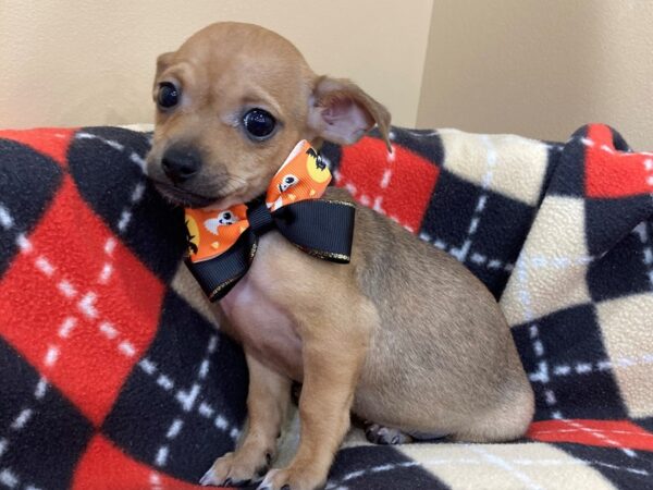 Chihuahua DOG Female Fawn 20438 Petland Batavia, Illinois
