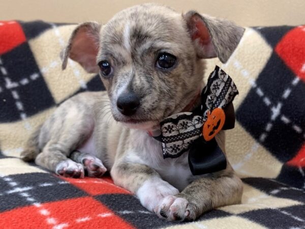 Chihuahua DOG Female Fawn Brindle 20439 Petland Batavia, Illinois