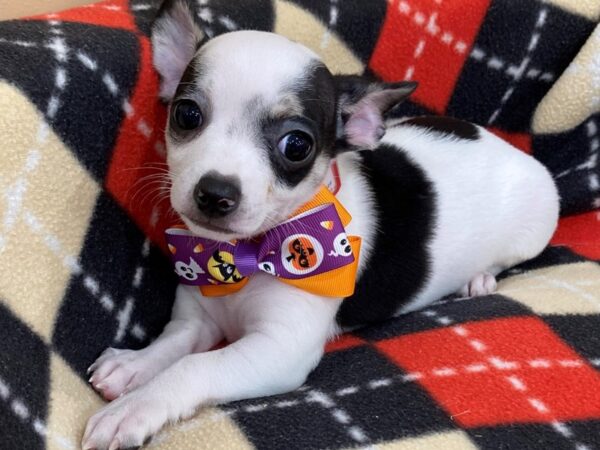 Chihuahua DOG Male Black / White 20437 Petland Batavia, Illinois