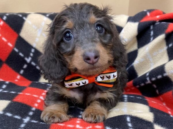 Dachshund DOG Female Blue / Tan 20436 Petland Batavia, Illinois