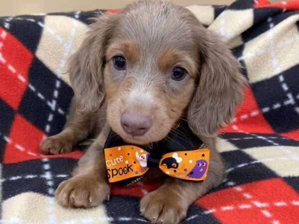 Dachshund-DOG-Male-Isabella-20435-Petland Batavia, Illinois
