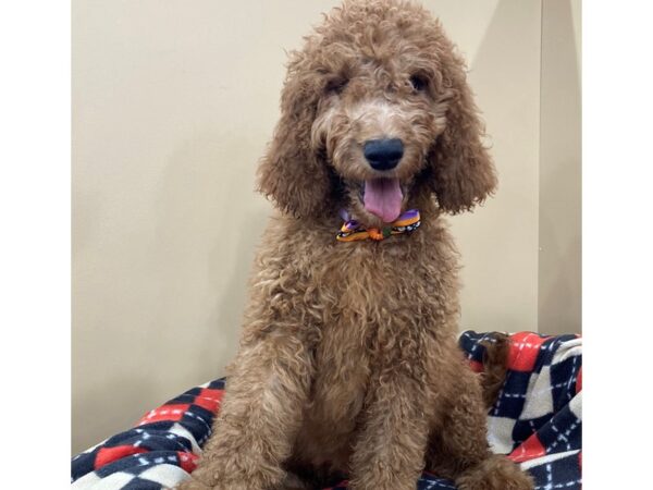 Goldendoodle 2nd Generation DOG Female Red 20448 Petland Batavia, Illinois