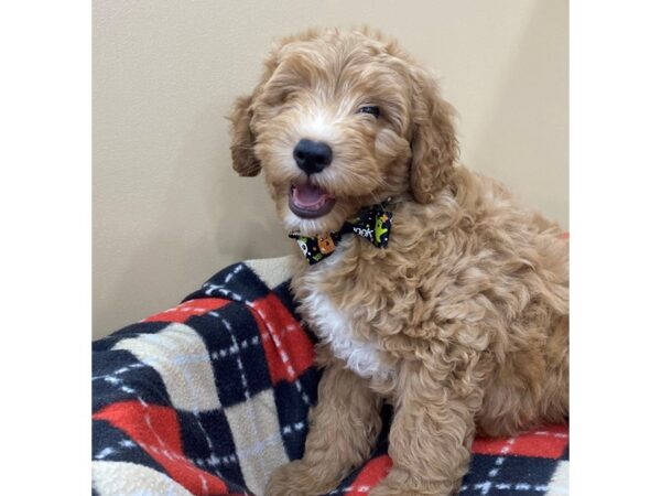 Goldendoodle Mini 2nd Gen-DOG-Male-Golden-20449-Petland Batavia, Illinois