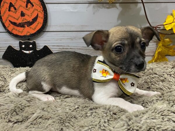 Chihuahua DOG Female Tri-Colored 12314 Petland Batavia, Illinois