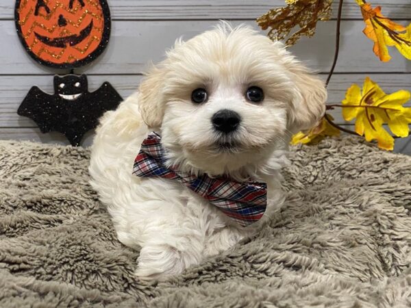 Maltichon-DOG-Male-White / Buff-12313-Petland Batavia, Illinois