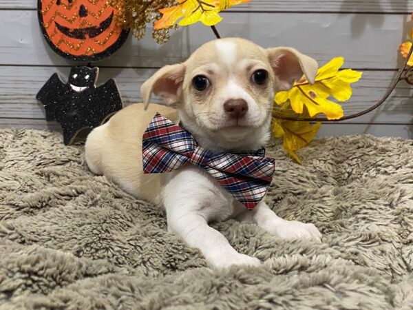 Chihuahua DOG Male White / Fawn 12312 Petland Batavia, Illinois