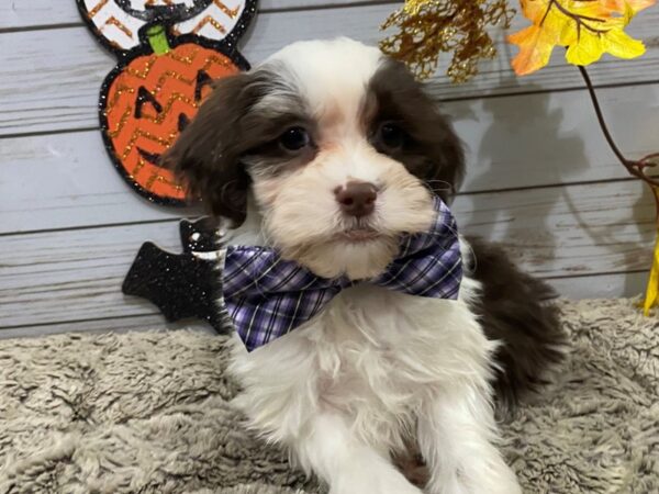 Hava Tzu DOG Male Chocolate & White 12310 Petland Batavia, Illinois