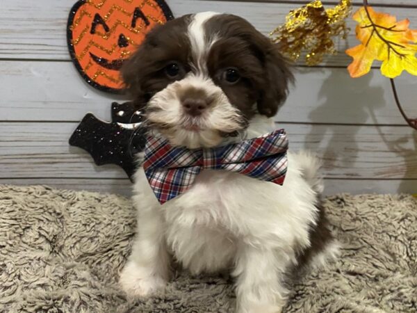 Hava Tzu DOG Male Chocolate & White 12309 Petland Batavia, Illinois