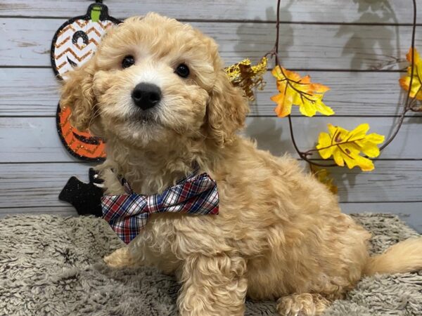 Goldendoodle Mini 2nd Gen DOG Male Golden 12307 Petland Batavia, Illinois