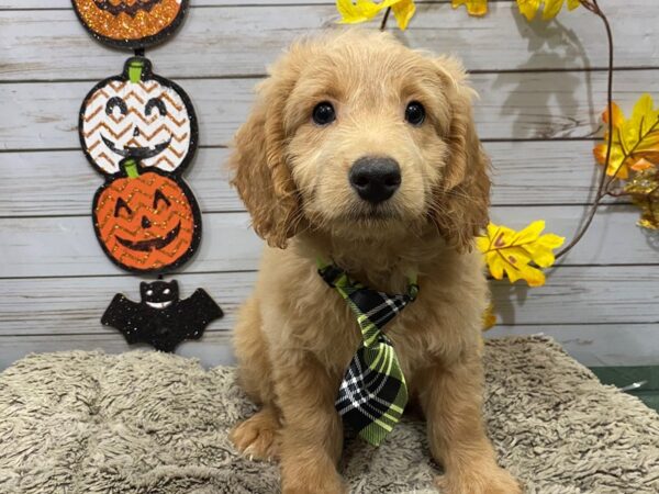 Goldendoodle Mini 2nd Gen DOG Male Golden 12308 Petland Batavia, Illinois
