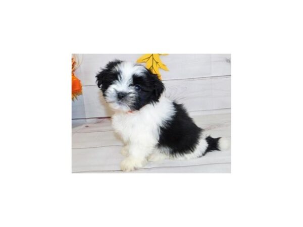 Mal Shi DOG Female Black / White 12306 Petland Batavia, Illinois