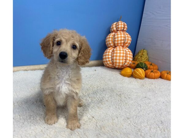 Goldendoodle Mini 2nd Gen DOG Female Golden 20203 Petland Batavia, Illinois