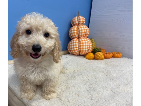 Goldendoodle Mini 2nd Gen DOG Male Golden 20204 Petland Batavia, Illinois