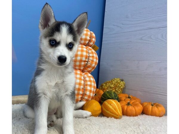 Pomsky DOG Female Black and White 20198 Petland Batavia, Illinois