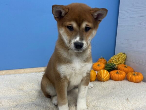 Shiba Inu DOG Female Red Sesame 20197 Petland Batavia, Illinois