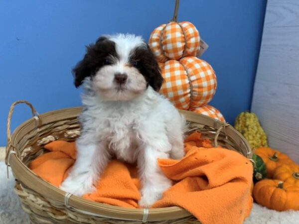 Hava Tzu DOG Male Chocolate & White 20200 Petland Batavia, Illinois