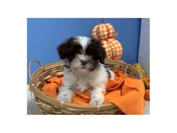 Hava Tzu-DOG-Male-Chocolate & White-20202-Petland Batavia, Illinois