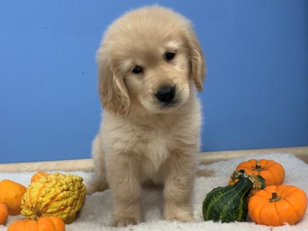 Golden Retriever DOG Female Light Golden 20196 Petland Batavia, Illinois