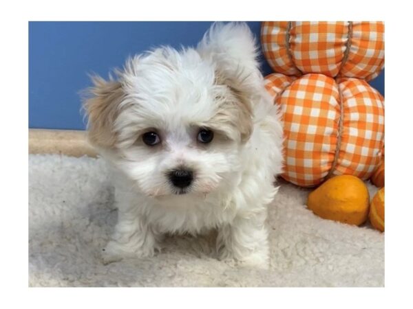 Maltichon DOG Male White / Buff 20184 Petland Batavia, Illinois