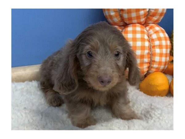 Dachshund DOG Female Isabella 20185 Petland Batavia, Illinois
