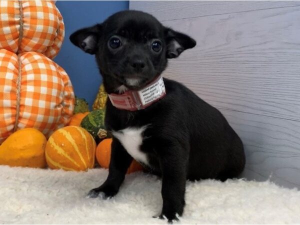 Chihuahua DOG Female Black 20182 Petland Batavia, Illinois