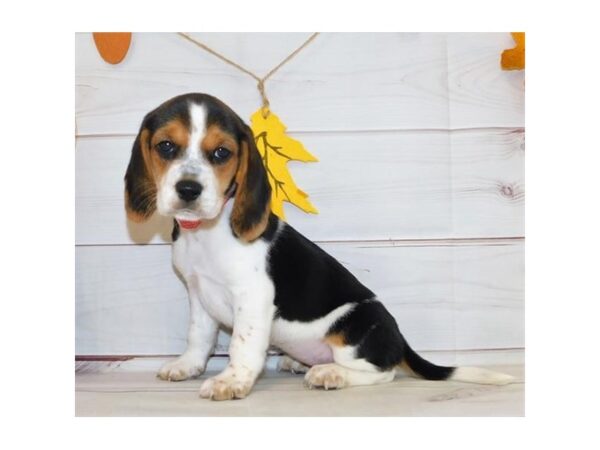Beagle DOG Female Black White / Tan 20451 Petland Batavia, Illinois