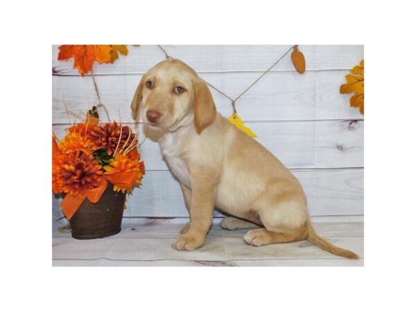 Labrador Retriever DOG Female Yellow 12320 Petland Batavia, Illinois