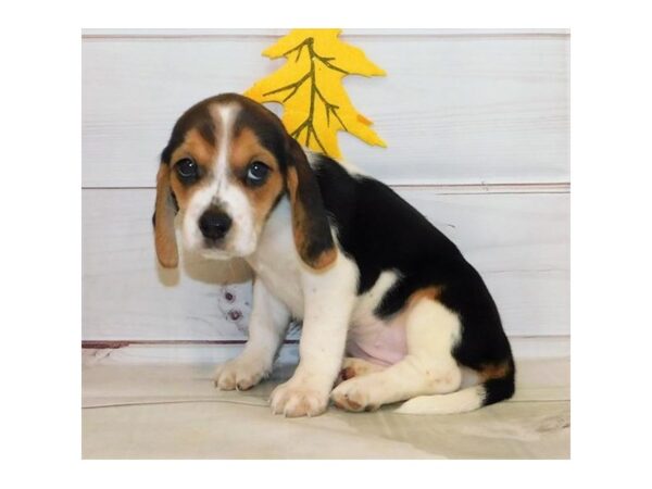 Beagle DOG Female Black White / Tan 12318 Petland Batavia, Illinois