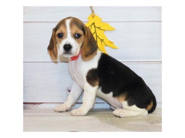 Beagle-DOG-Female-Black White / Tan-12319-Petland Batavia, Illinois