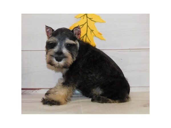 Miniature Schnauzer DOG Male Black / Silver 20454 Petland Batavia, Illinois