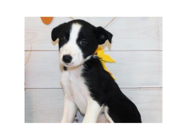 Border Collie DOG Female Black / White 20452 Petland Batavia, Illinois