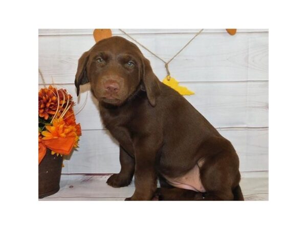 Labrador Retriever DOG Female Chocolate 20453 Petland Batavia, Illinois