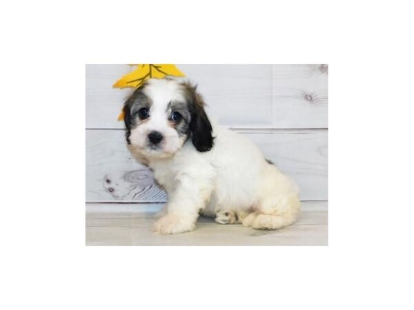 Teddy Bear-DOG-Female-Gold / White-20455-Petland Batavia, Illinois