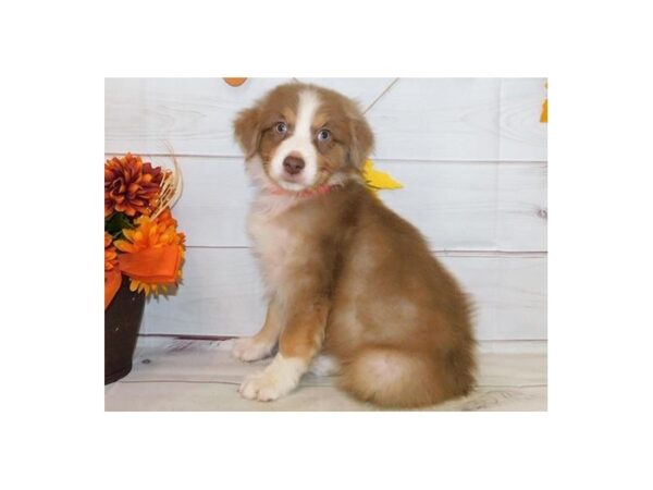 Australian Shepherd DOG Male Red 12317 Petland Batavia, Illinois