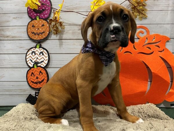 Boxer/Bulldog DOG Female Fawn 12321 Petland Batavia, Illinois