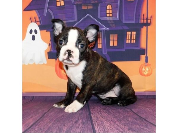 Frenchton DOG Male Brindle / White 20229 Petland Batavia, Illinois