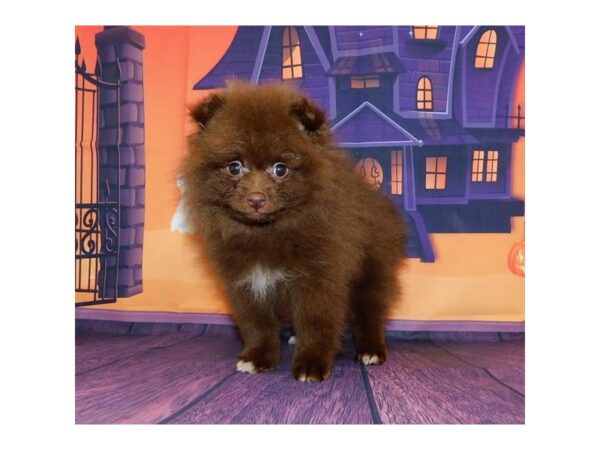 Pomeranian DOG Female Chocolate 20226 Petland Batavia, Illinois