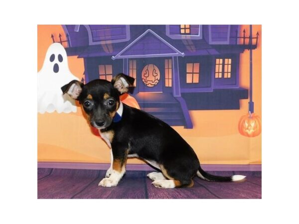 Chorkie-DOG-Female-Black / Tan-20221-Petland Batavia, Illinois