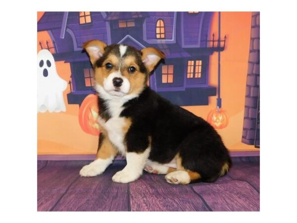 Pembroke Welsh Corgi DOG Female Black White / Tan 20225 Petland Batavia, Illinois