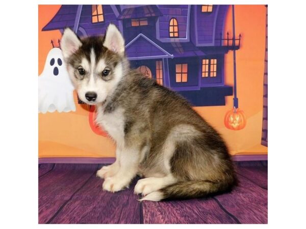 Siberian Husky-DOG-Female-Gray / White-20462-Petland Batavia, Illinois