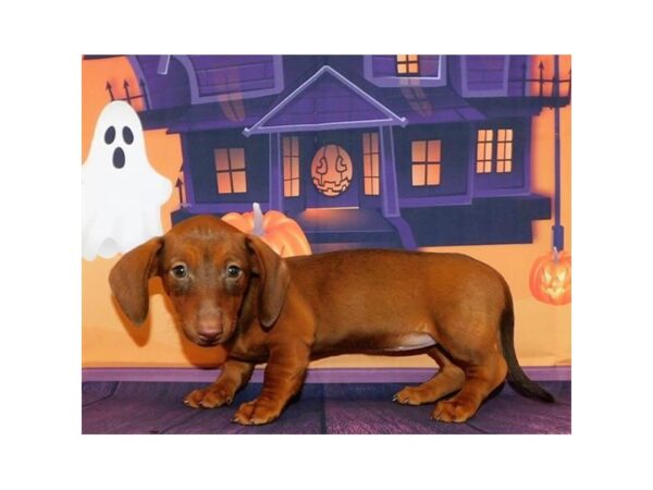 Dachshund-DOG-Female-Red-20457-Petland Batavia, Illinois