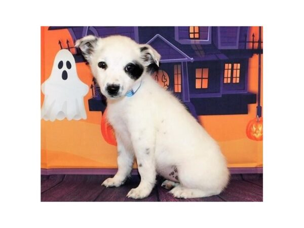 Australian Shepherd/Heeler DOG Female Black Tan / White 20228 Petland Batavia, Illinois