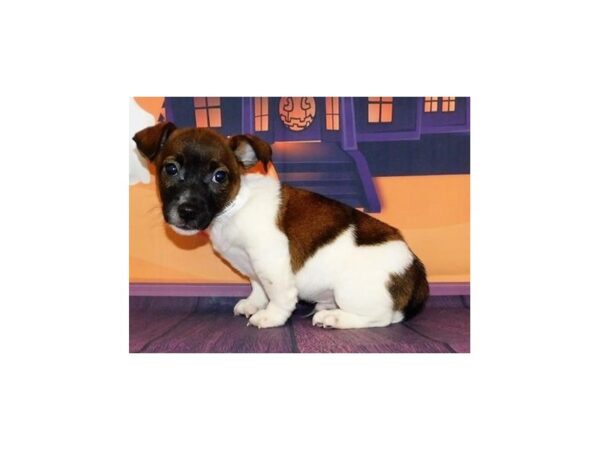 Jack Russell Terrier-DOG-Male-Red / White-20224-Petland Batavia, Illinois