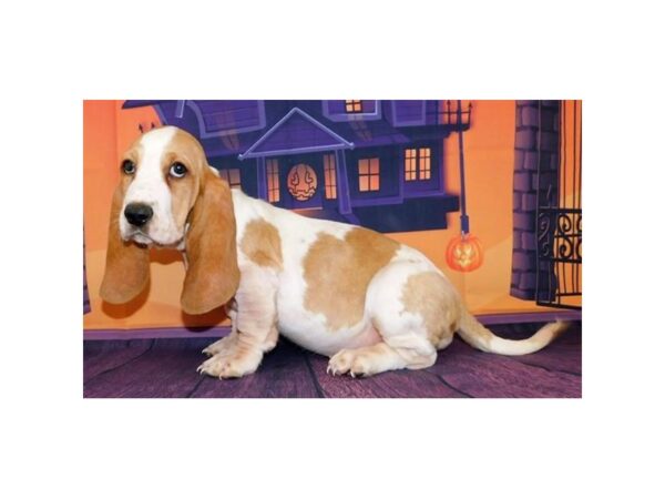 Basset Hound DOG Female Lemon / White 12331 Petland Batavia, Illinois