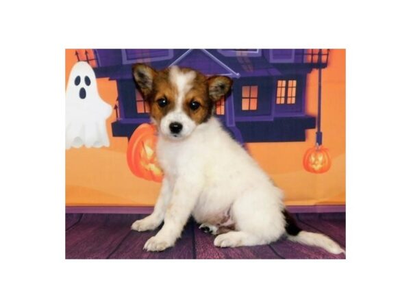 Australian Shepherd/Heeler-DOG-Male-White / Red-20463-Petland Batavia, Illinois